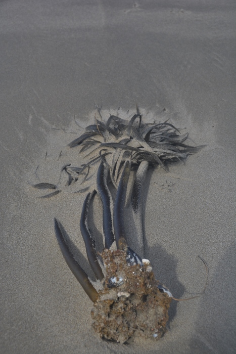 seaweed called a sea palm